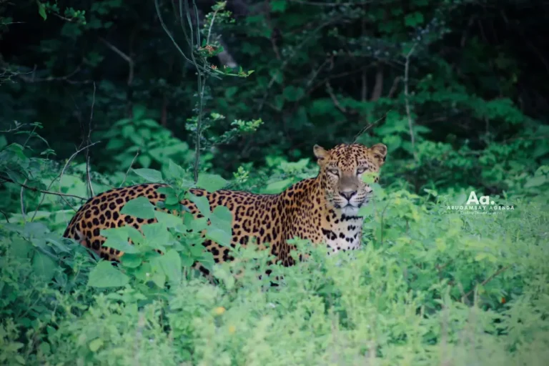 Yala Safari From Arugam Bay: Epic Wildlife Tour - View 1