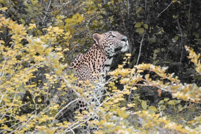 Yala National Park Full Day Safari: The Ultimate Wild Day - View 1