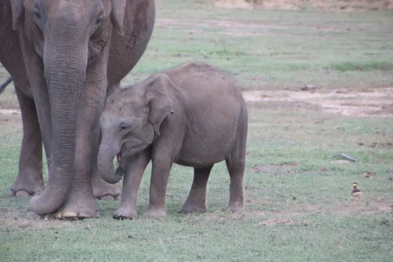 Yala National Park Full Day Safari: The Ultimate Wild Day - View 2