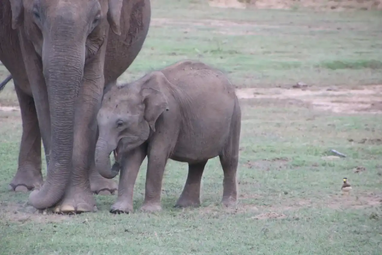 Yala National Park Full Day Safari: The Ultimate Wild Day - View 2