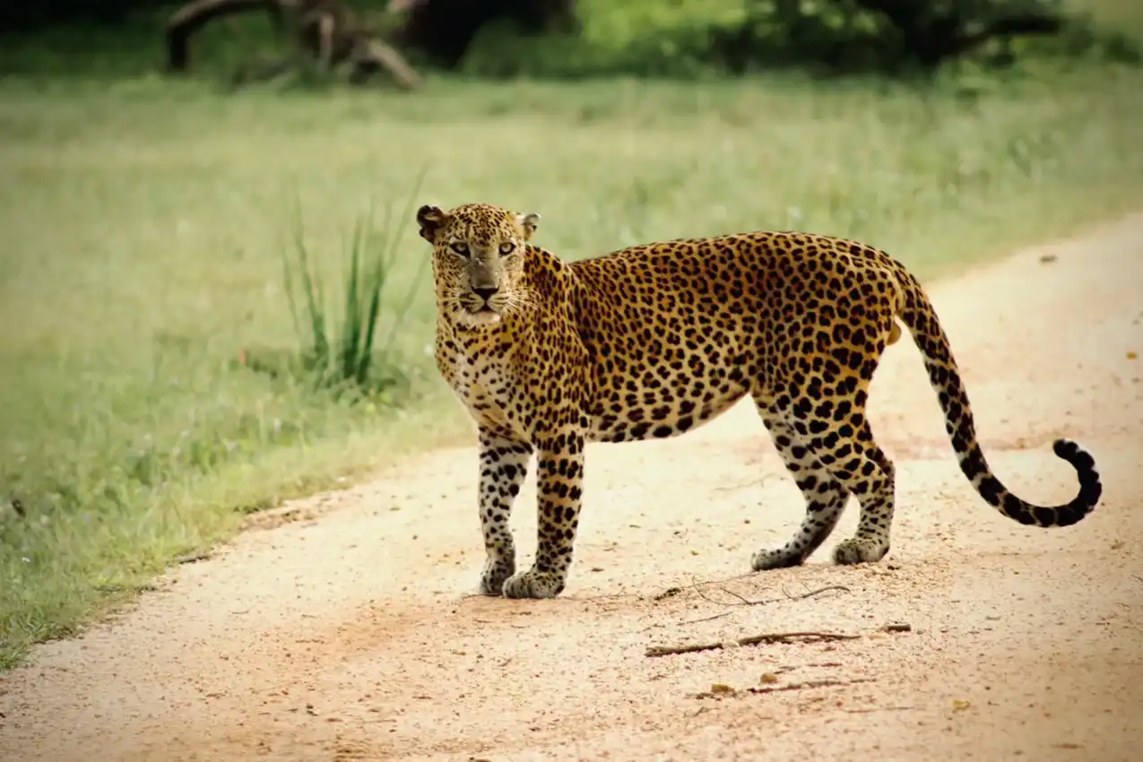 Yala National Park Full Day Safari: The Ultimate Wild Day - View 4