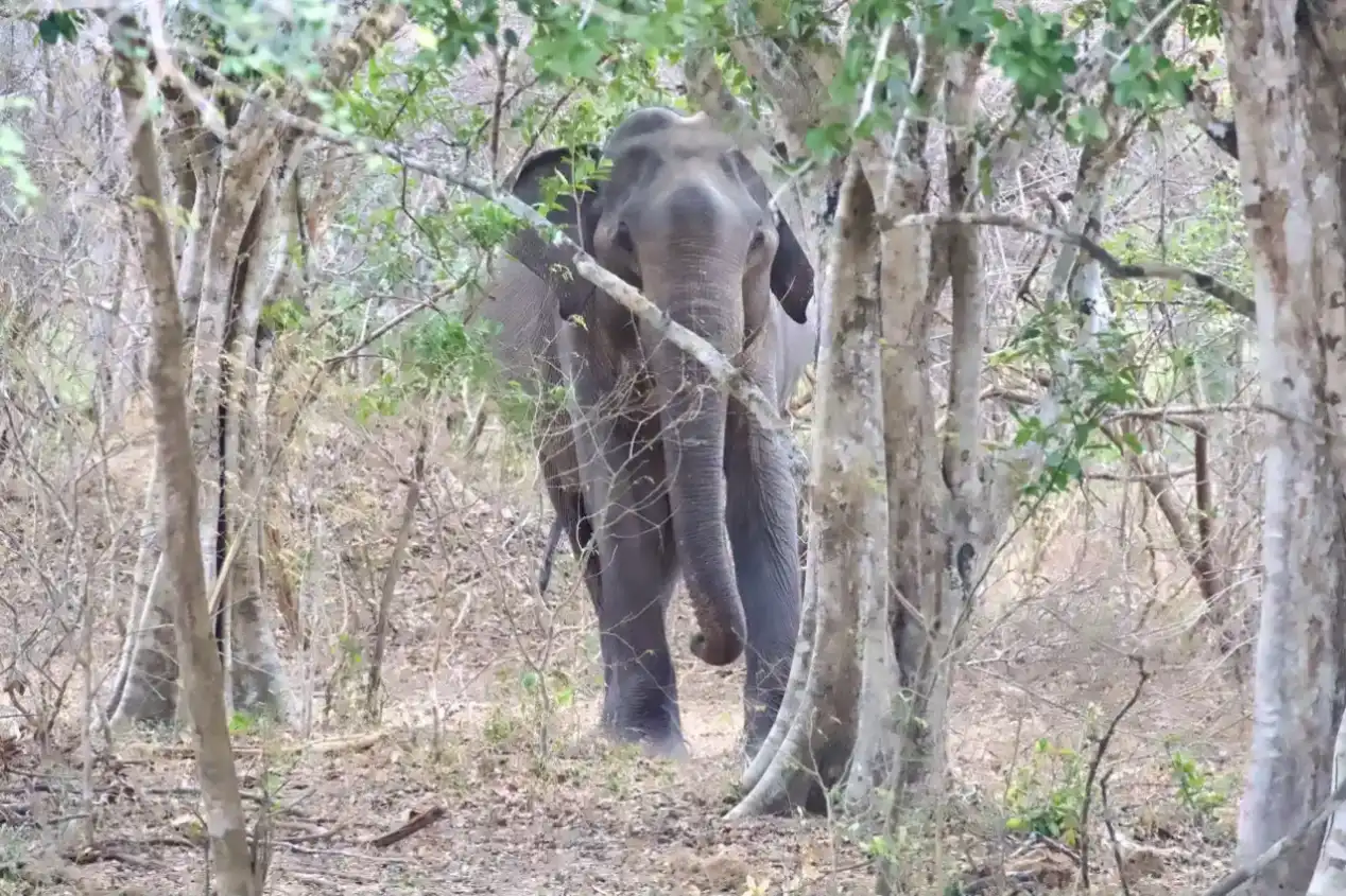 Yala National Park Full Day Safari: The Ultimate Wild Day - View 6