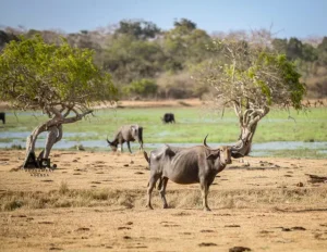 Wild water buffalo at Kumana Villu swamp captured on a Kumana National Park tour in Sri Lanka.