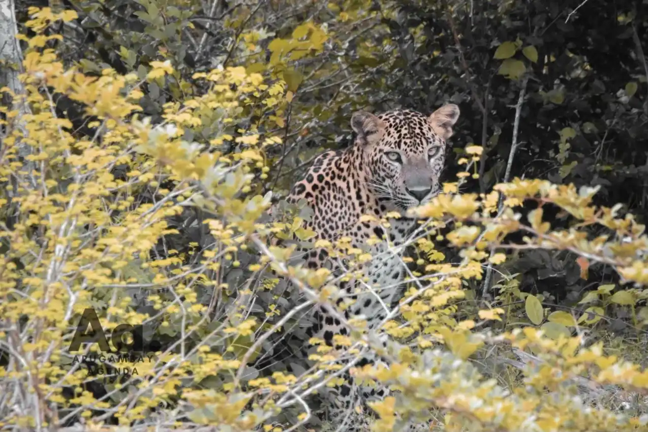 Yala National Park Full Day Safari: The Ultimate Wild Day - View 3