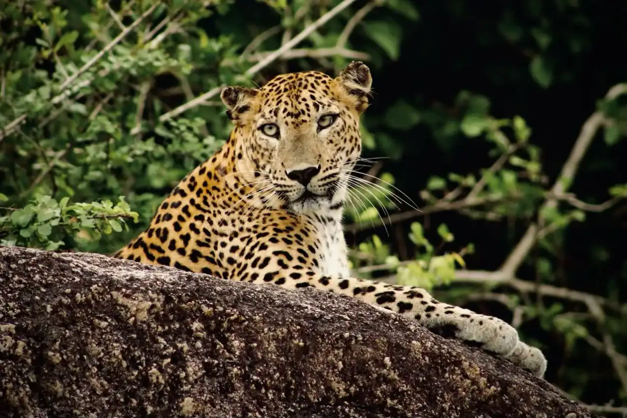 Kumana National Park Full Day Safari: Your Ultimate Day - View 1