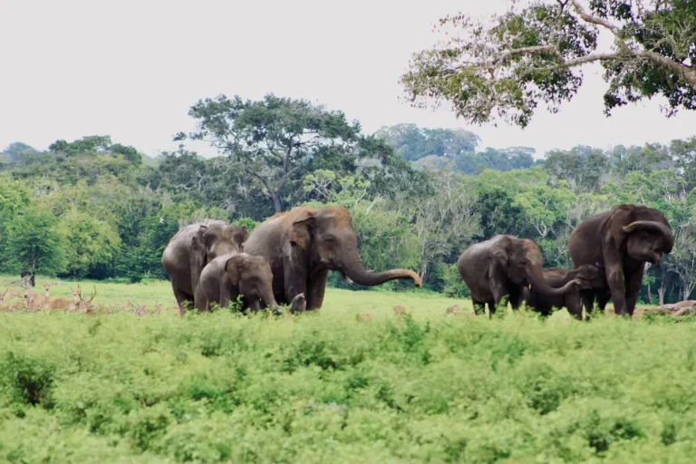 Kumana National Park Full Day Safari: Your Ultimate Day - View 2