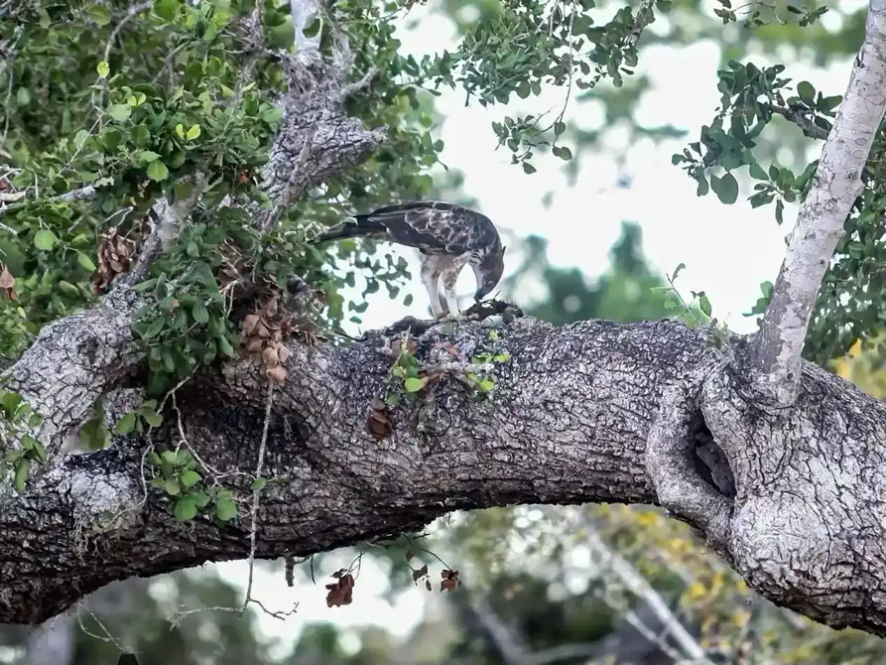 Kumana National Park Full Day Safari: Your Ultimate Day - View 3