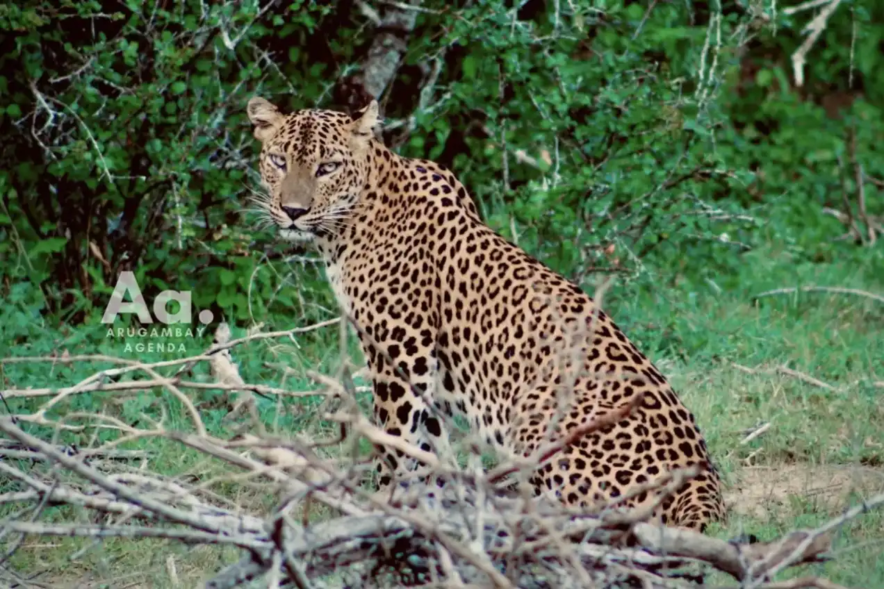 Kumana National Park Full Day Safari: Your Ultimate Day - View 5