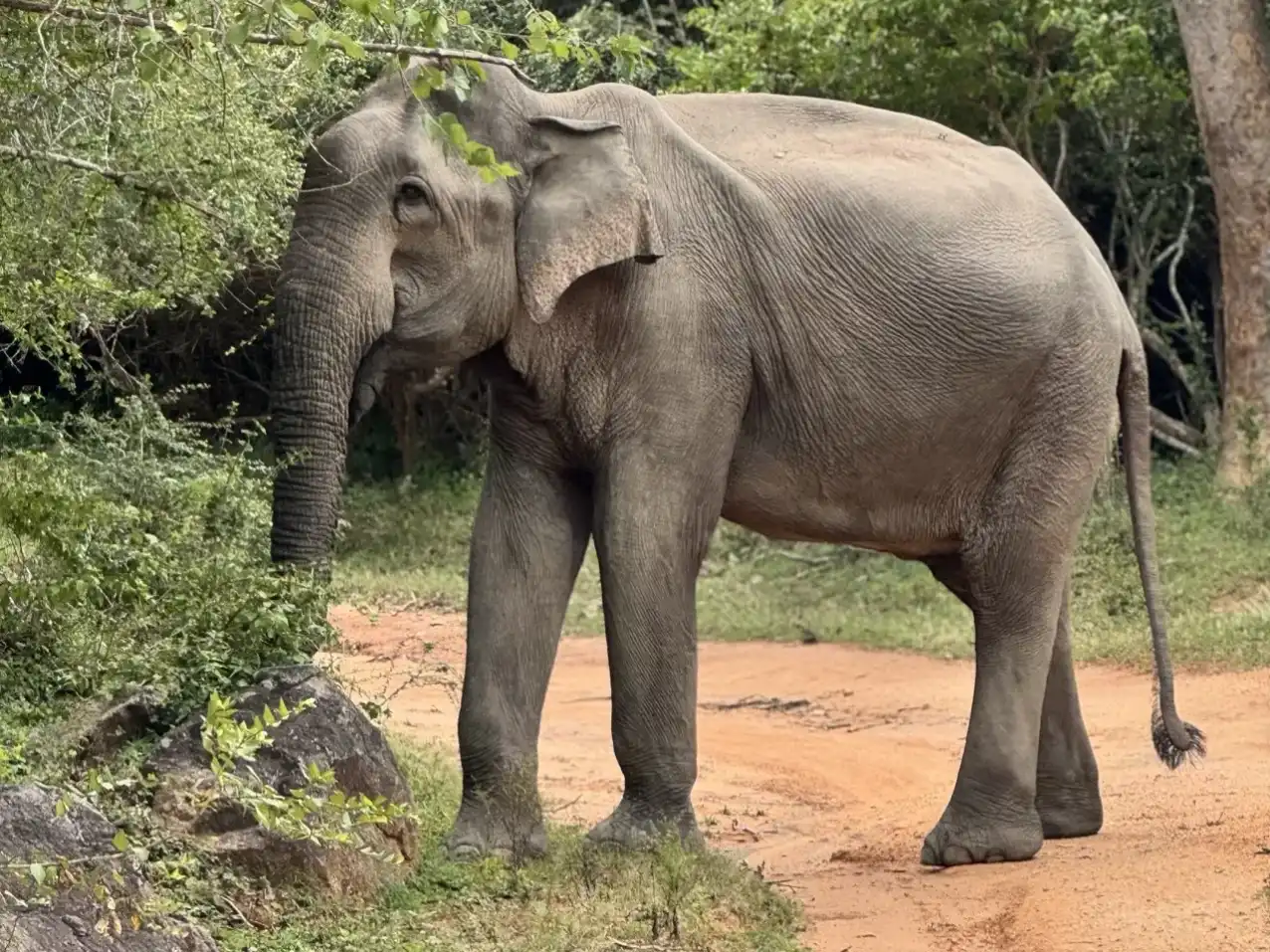 Kumana Safari From Arugam Bay: Private Half-Day Jeep Tour - View 7