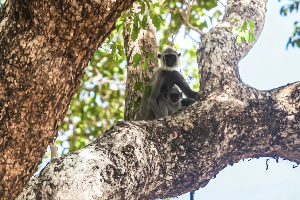 Tuktuk Safari Arugam Bay: EPIC Coast & Wildlife Tour - View 6