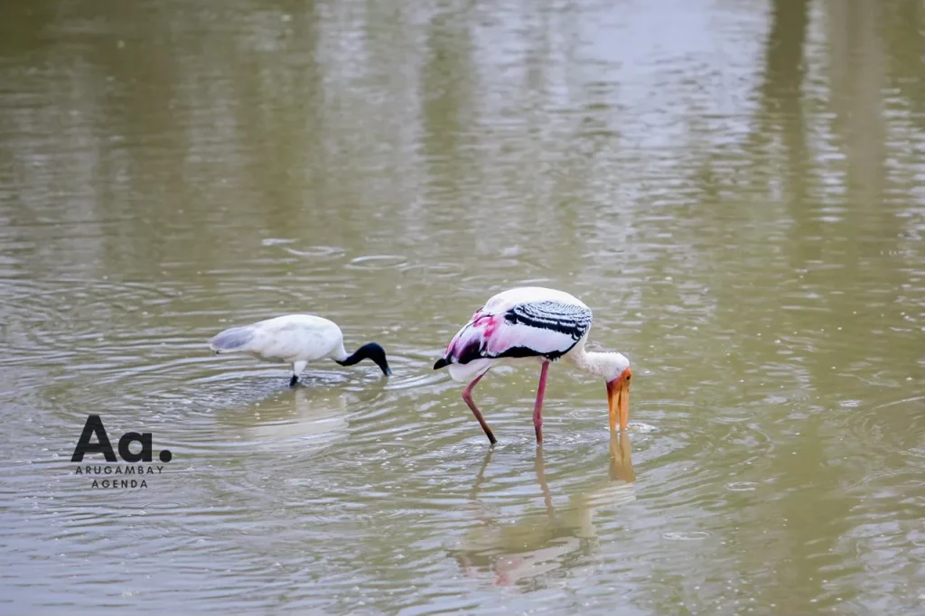 Tuktuk Safari Arugam Bay: EPIC Coast & Wildlife Tour - View 7