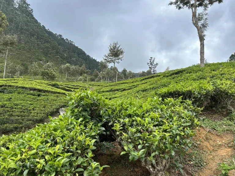 Arugam Bay to Ella Day Trip: EPIC Highland Adventure - View 2