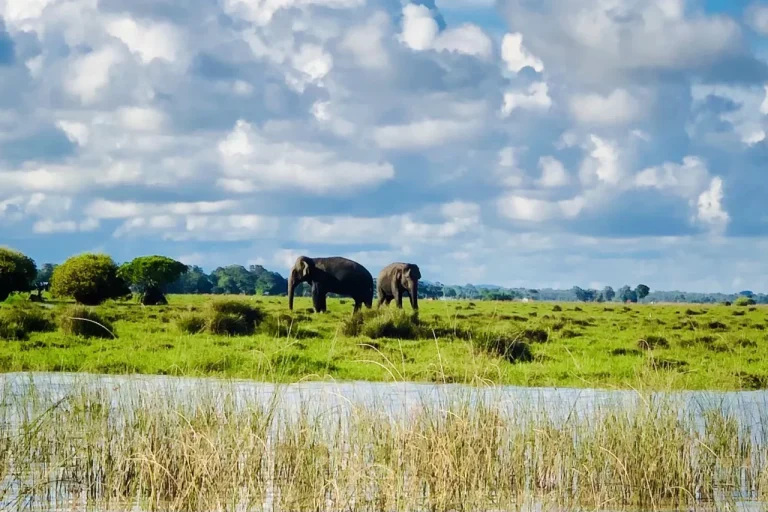 Lagoon Safari Pottuvil: Mangrove Adventure in Arugam Bay - View 2