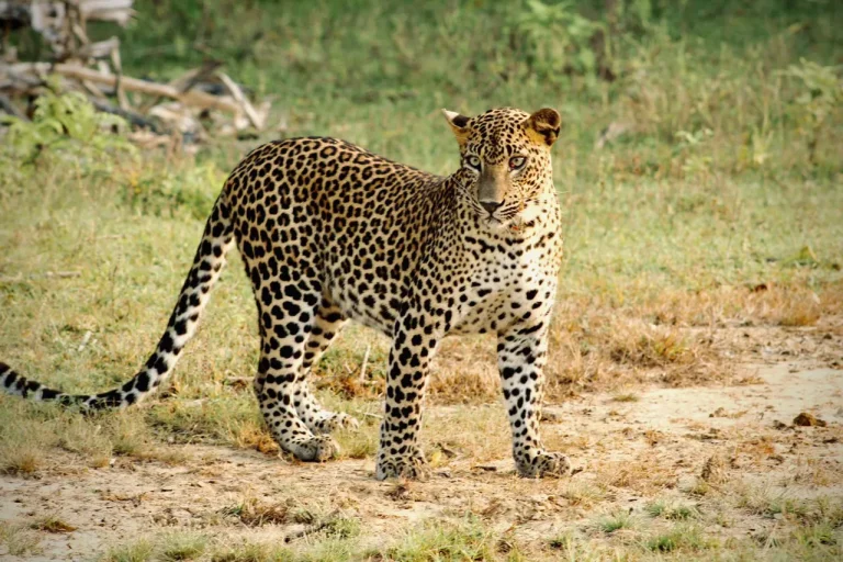 Yala National Park Half Day Safari: The Ultimate Wild Tour - View 2