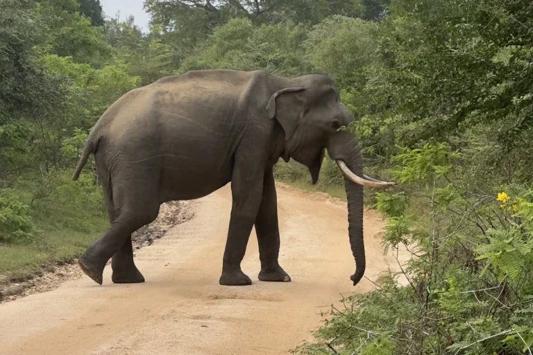 Yala National Park Safari from Galle & Private Pickup - View 2