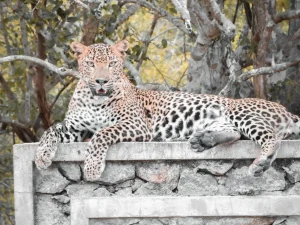 Leopard from our best Yala leopard safari in Yala national park