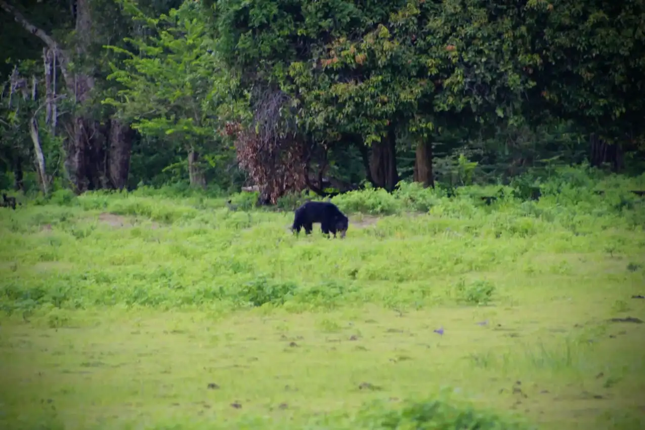 Yala National Park Half Day Safari: The Ultimate Wild Tour - View 8