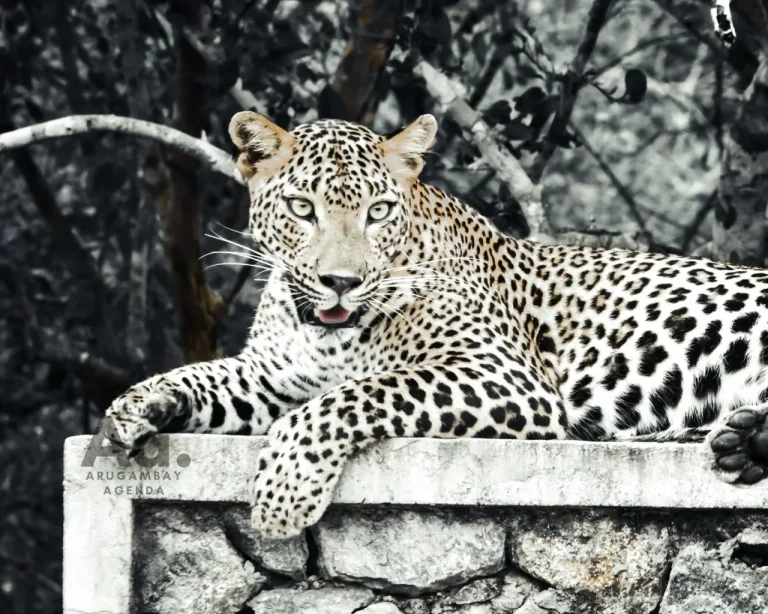 Kumana National Park Safari: Shared Half-Day Adventure - View 1