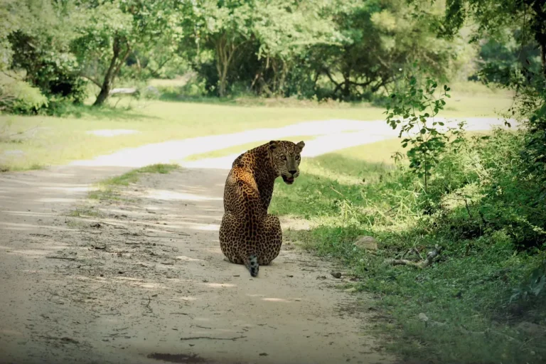 Kumana National Park Safari: Shared Half-Day Adventure - View 3