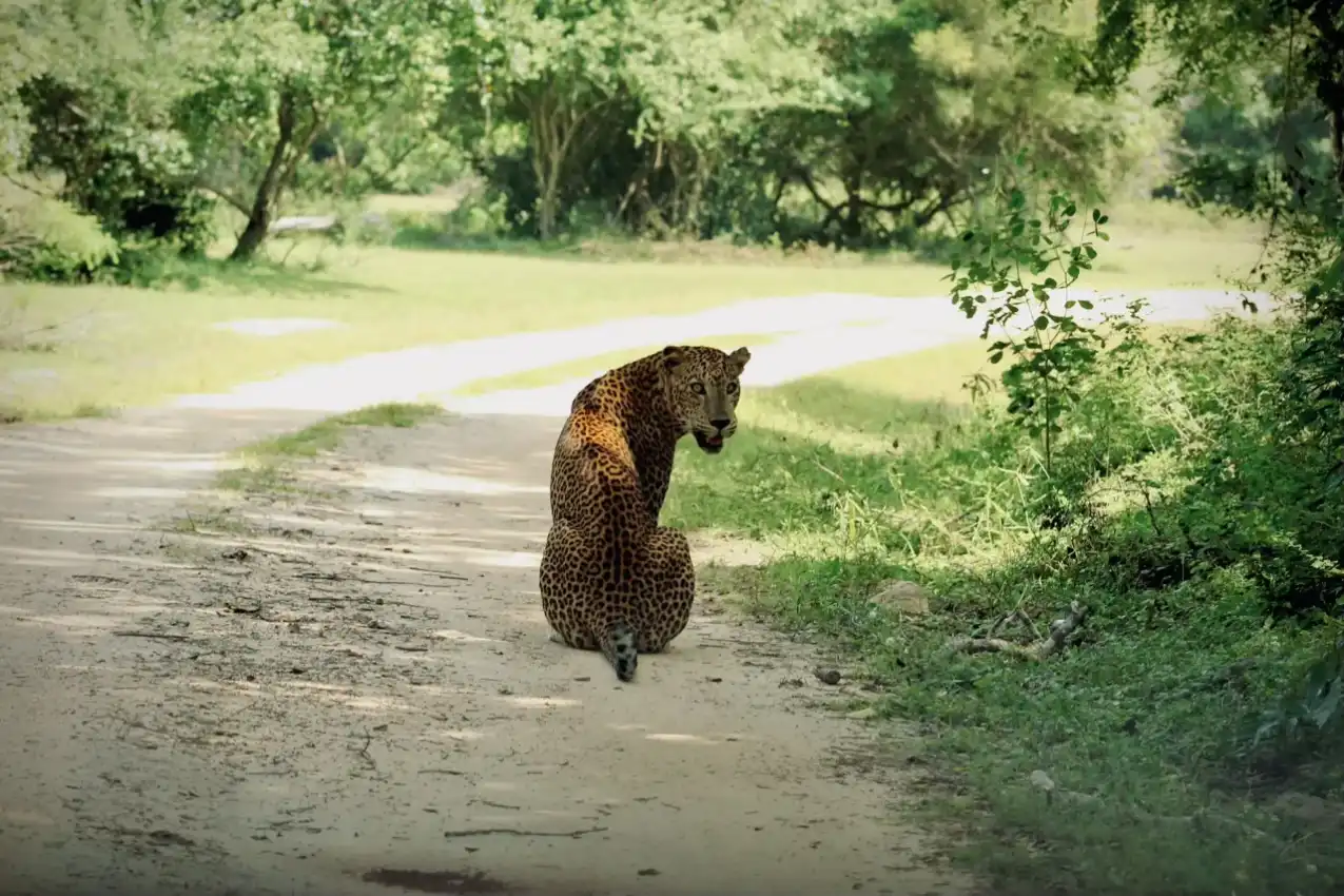 Kumana National Park Safari: Shared Half-Day Adventure - View 3