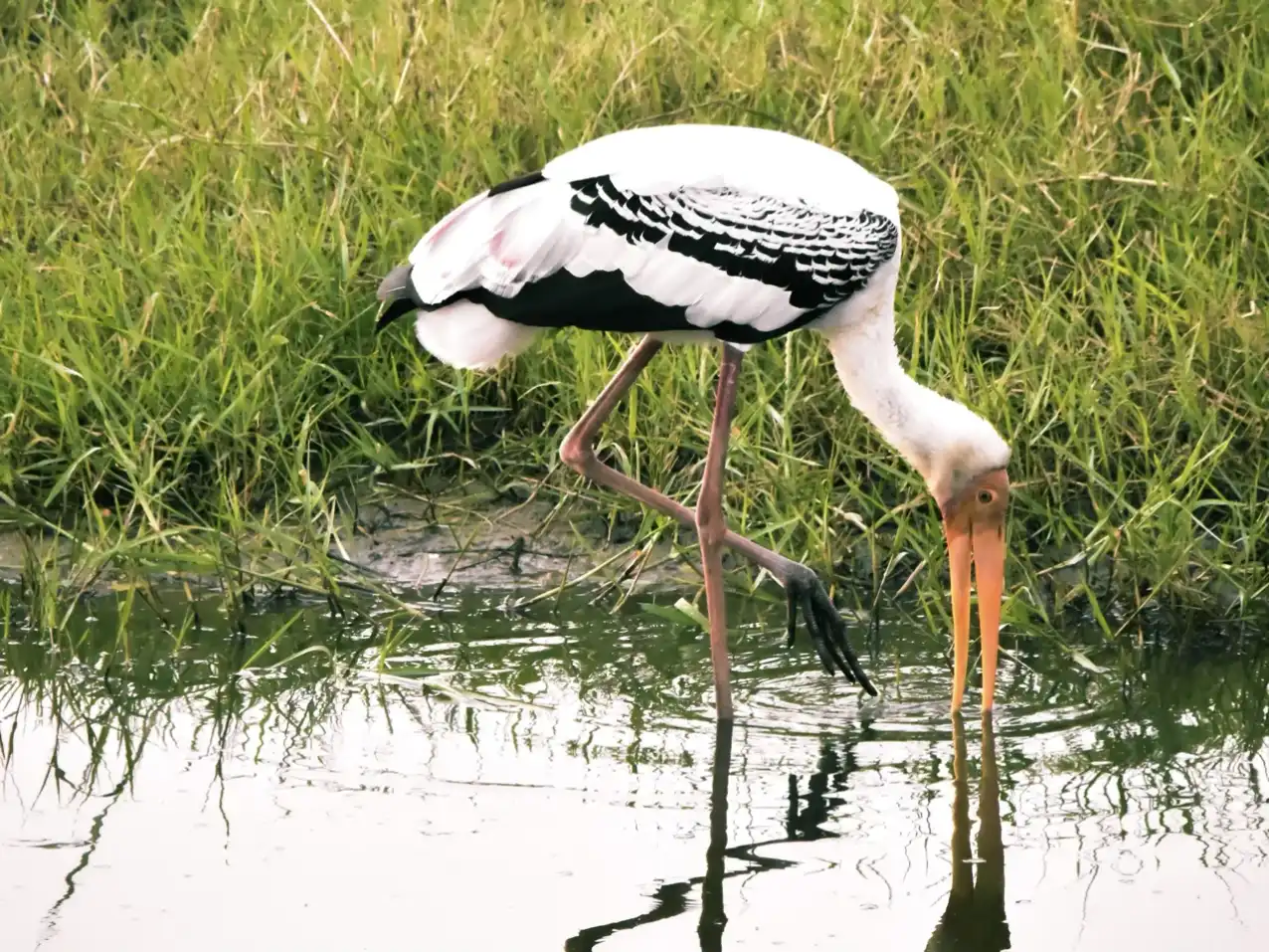 Kumana National Park Safari: Shared Half-Day Adventure - View 7