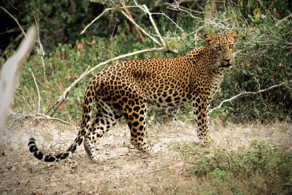 Kumana National Park Leopard captured during Arugambay Agenda's private Half-day Jeep safari From Arugam Bay