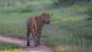 Famous Kumana Ritta leopard spotted in our kumana safari