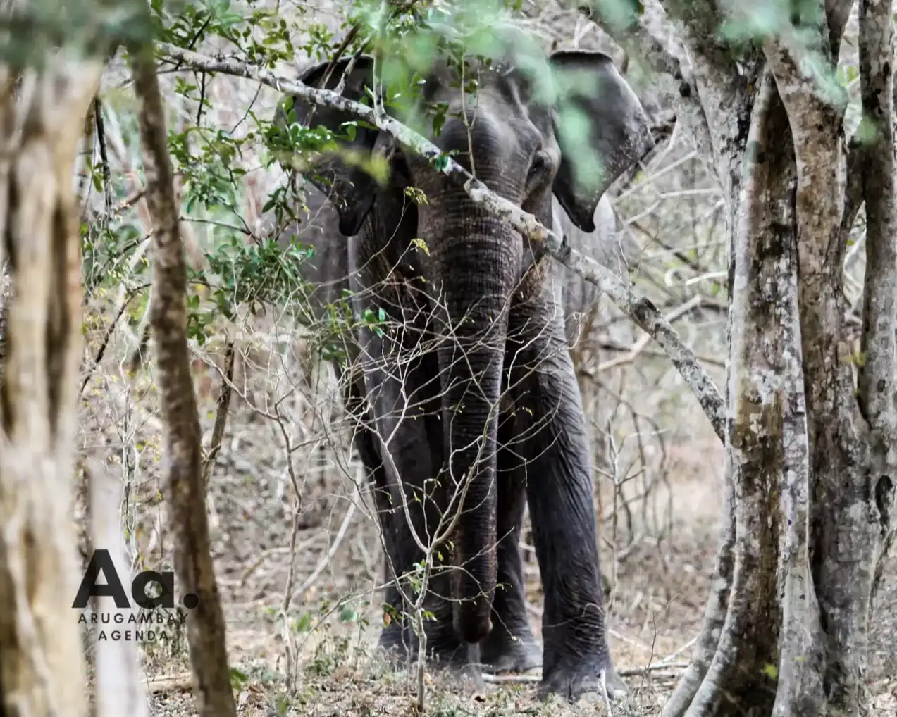 Yala Safari From Arugam Bay: Epic Wildlife Tour - View 7