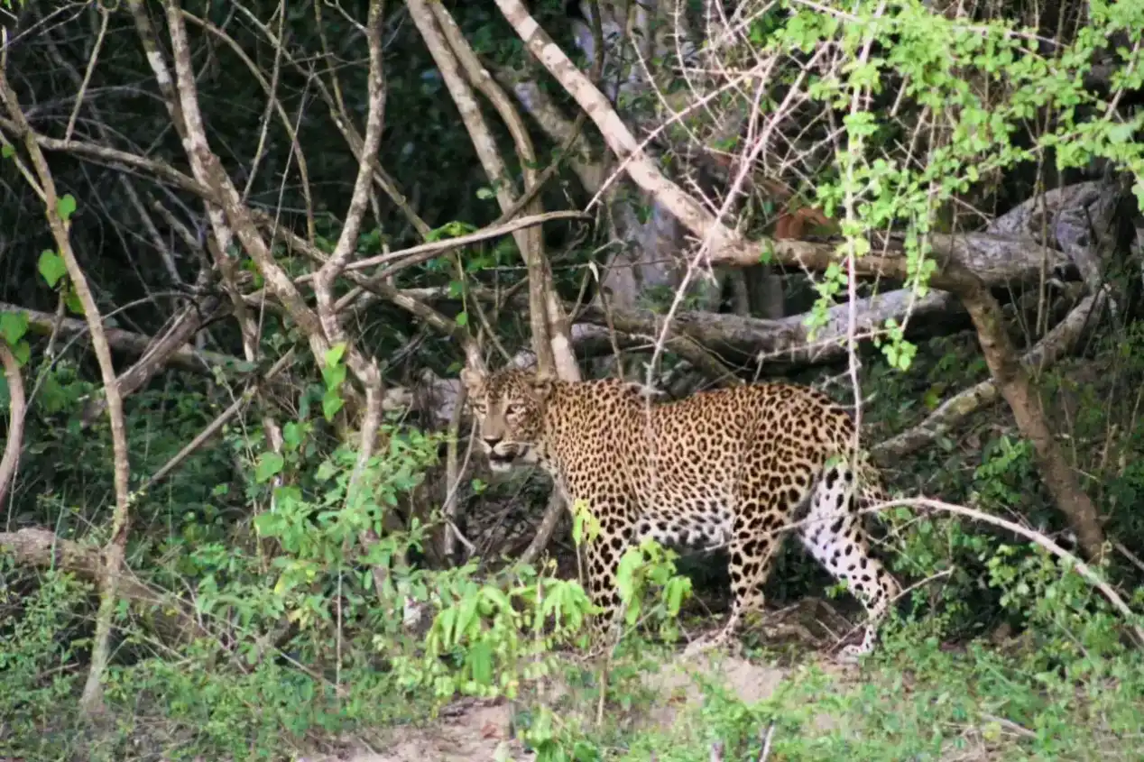 Yala Safari From Arugam Bay: Epic Wildlife Tour - View 8