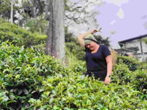 Lady plucking fresh tea leaves at Halpewatta tea plantations during an Arugam Bay to Ella day trip, experiencing authentic hill country culture and scenery
