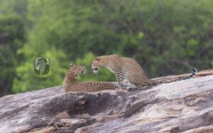 Two leopards during mating season standing close together in light rain at Yala National Park.