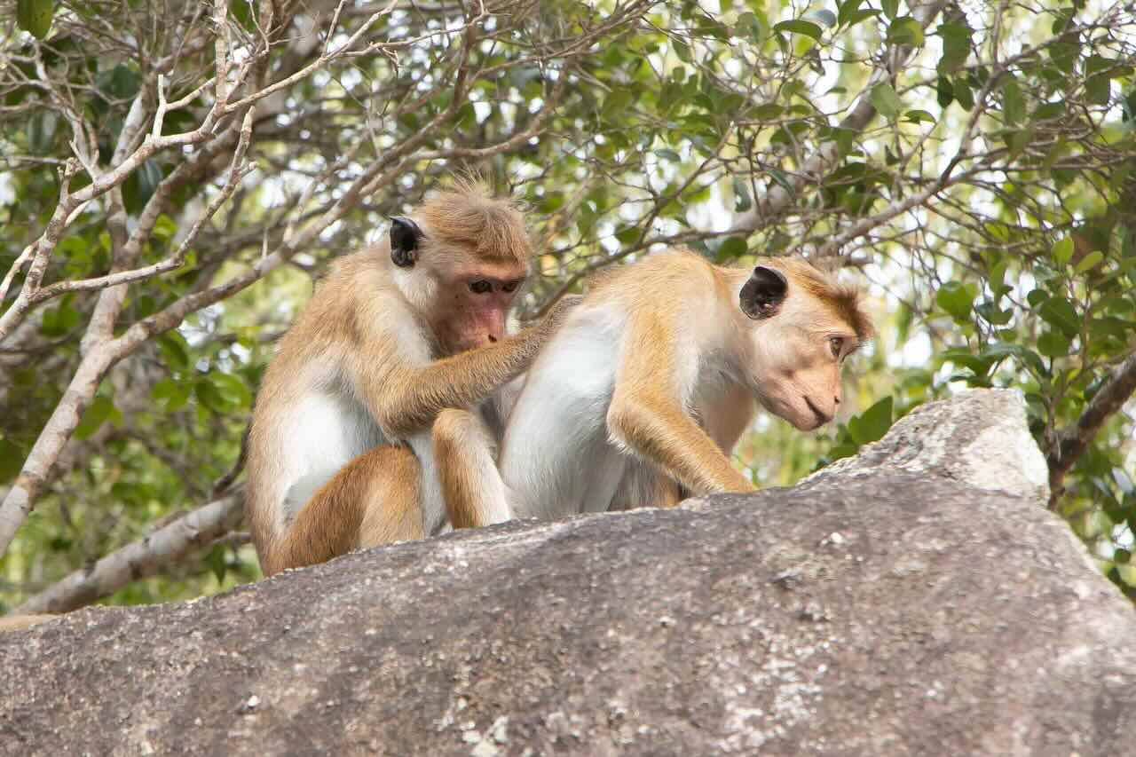 Sigiriya Day Tour: EPIC Lion Rock & Safari Adventure - View 7