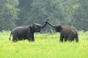 beautiful elephant couple at Kaudulla national park from Kaudulla national park