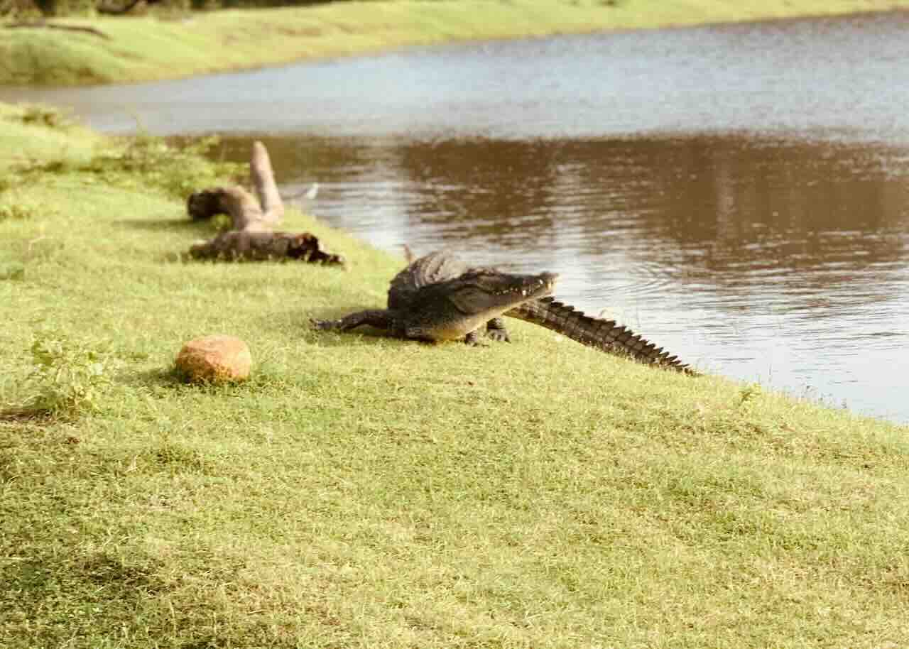 Kaudulla National Park Safari: Epic Elephant Gathering - View 6