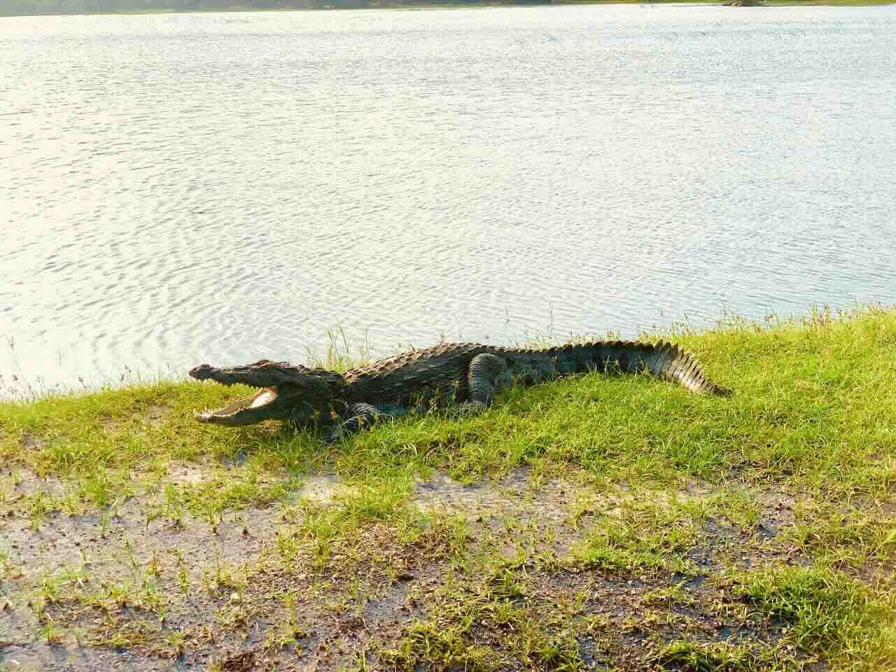 Minneriya National Park Safari: Epic Elephant Gathering Safari - View 7