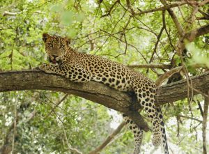 Leopard lounging on a tree branch at Wilpattu national park