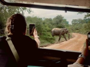 A lady taking a photo of an elephant on an Udawalawe National Park safari with Arugambay Agenda.