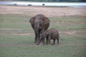 Mother elephant and calf at Raddella Tank during Arugam Bay Sri Lanka Safari.
