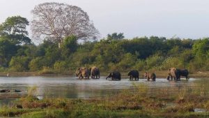 Elephant herds in Udawalawe safari by Arugambay Agenda