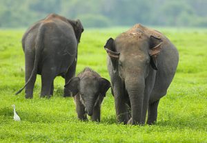 A beautiful elephant family at jeep safari Habarana