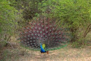 Peacock dance at Maduru Oya National Park from Arugambay Agenda safari