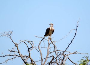 An Osprey sitting on a dry thorny tree branch under a clear blue sky in Yala National Park.