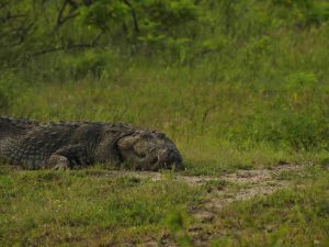 What Are the Best Attractions in Arugam Bay? (22 Must-Visit Spots) 11 Giant Crocodile at Panama Tank from Sri Lanka safari by Arugambay Agenda