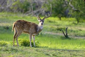 Spotted deer at Kaudulla national park from wildlife safari Sri Lanka