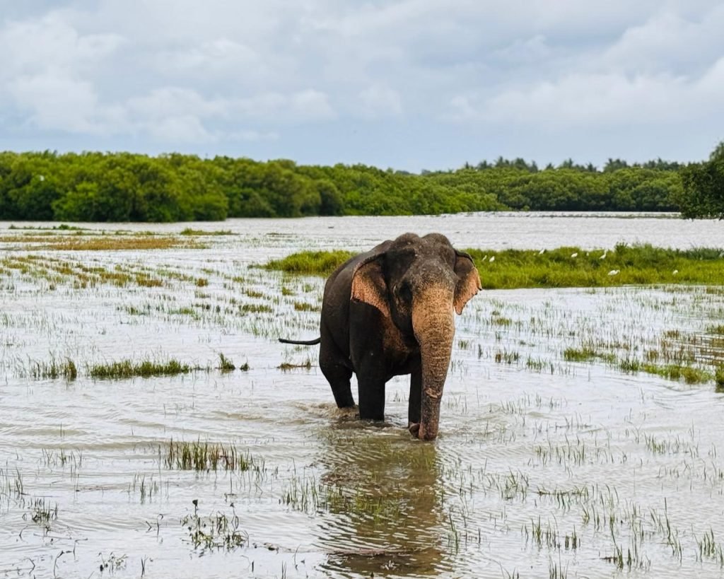Wildlife sightings in Best Arugam Bay Attractions
