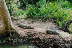 What Are the Best Attractions in Arugam Bay? (22 Must-Visit Spots) 7 Kunjan Odai, One of the Best Arugam Bay Attraction