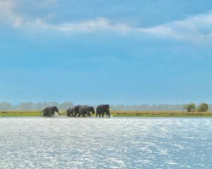 Herds of elephants captured during the Pottuvil lagoon safari, one of the best things to do in Arugam Bay, from Arugam Bay by Arugambay Agenda