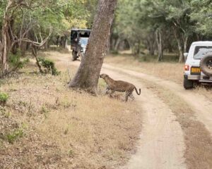 7 Epic Things to Do in Arugam Bay in 2026: Your Ultimate Guide 5 Leopard walking near a tree in Arugambay's natural reserve.