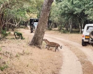 The famous leopard from The Kumana National Park, the 2nd largest leopard density found st kumana national Park