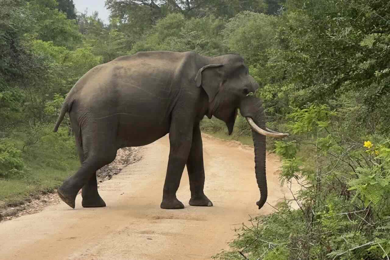 Yala National Park Safari from Galle & Private Pickup - View 2